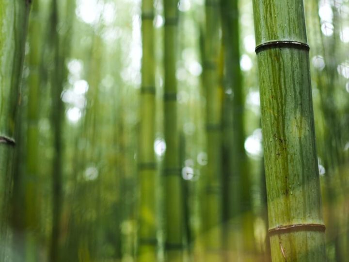 bamboo underwear benefits
